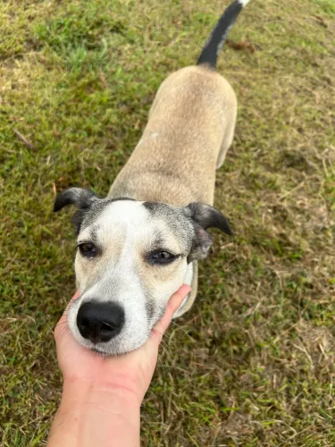 Cadela Penélope pra adoção responsável 