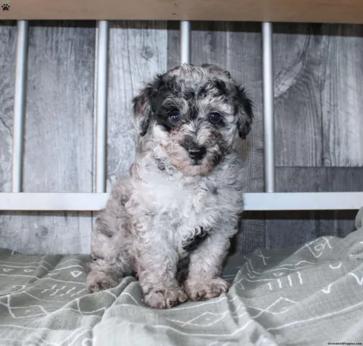Poodle Toy | O companheiro perfeito chegou 
