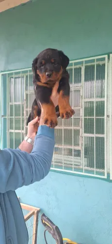 Lindos filhotes de rottweiler