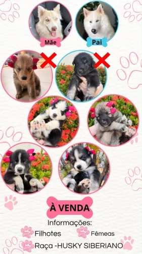Filhos da raça Husky siberiano
