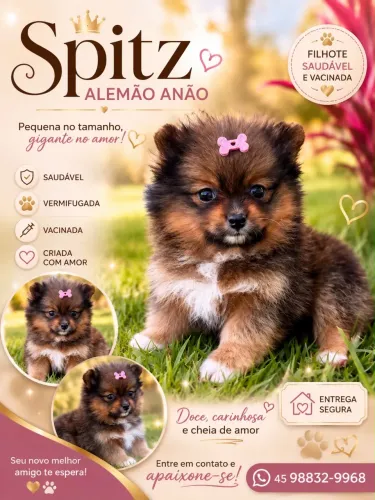 Spits alemão