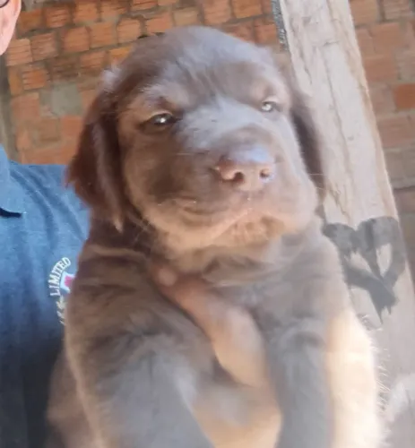 Vdd filhotes da raça doberman com cha- pey
