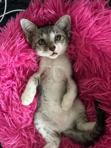 Gatinhos para adoção