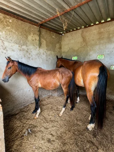 Cavalo garanhão , égua prenha e potro Campolina - registrados e filhos de campeões 