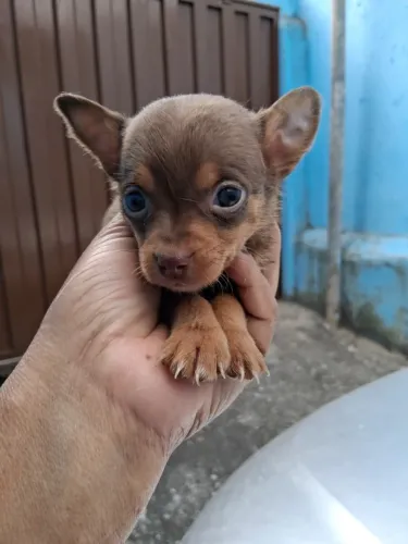 Machinhos e fêmea de pinche