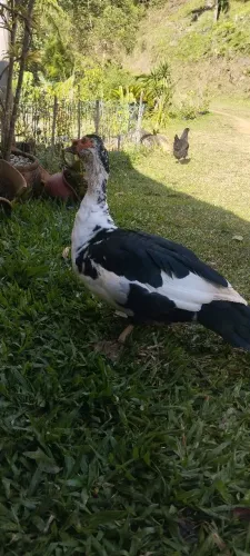 Casal de patos