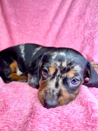 Dachshund miniatura fêmea
