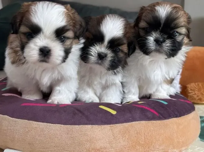 Shih Tzu micro lindinho