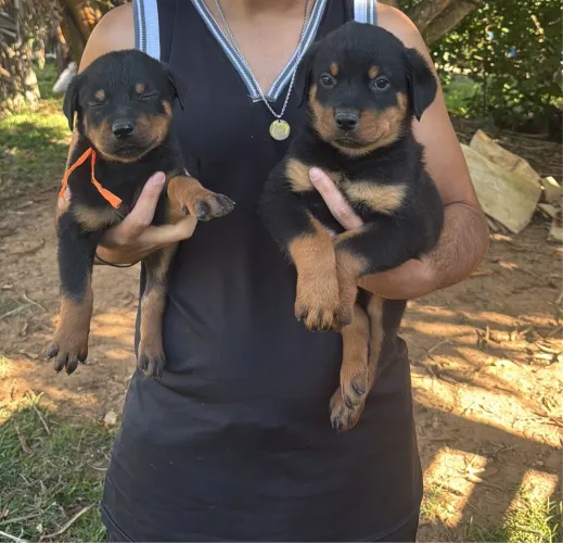 Rottweiler filhotes disponíveis com 55 dias 