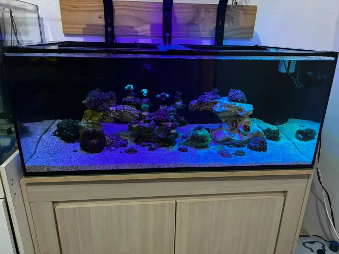 Aquário Marinho 220L completo