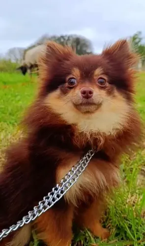 Lulu da Pomerânia fêmea Chocotan CBKC spitz alemão anão (12x sem juros)