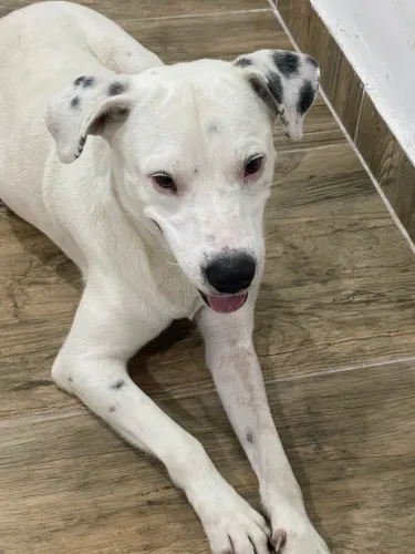 Adoção responsável Dalmata/pitbull