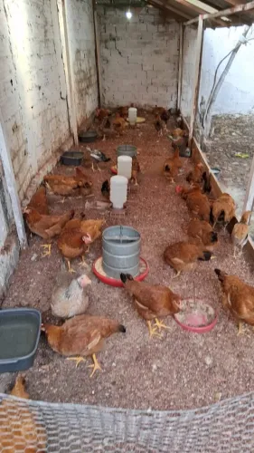 VENDE-SE FRANGO CAIPIRÃO