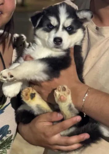 Husky siberiano Fêmea com desconto para ir pro seu novo lar essa semana