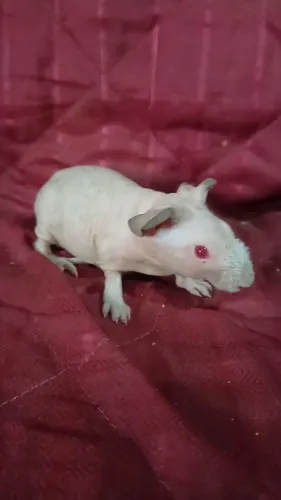 Porquinho da índia skinny 