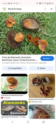 Sementes de Alamada