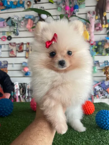 Linda filhote de Spitz Alemão laço vermelho