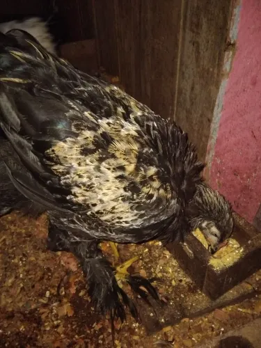 Estão com 5 meses raça brama pura  endereçados  meu número * 