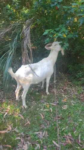 Vendo cabra saane 