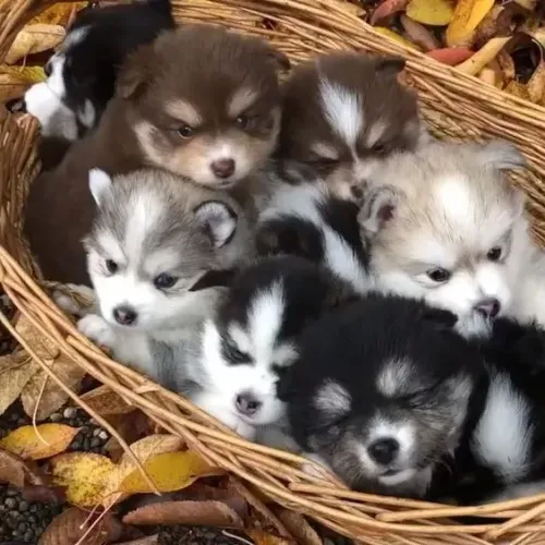 Pomsky Disponível