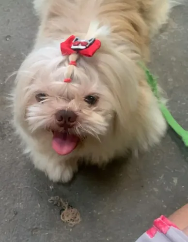 Shih-Tzu 