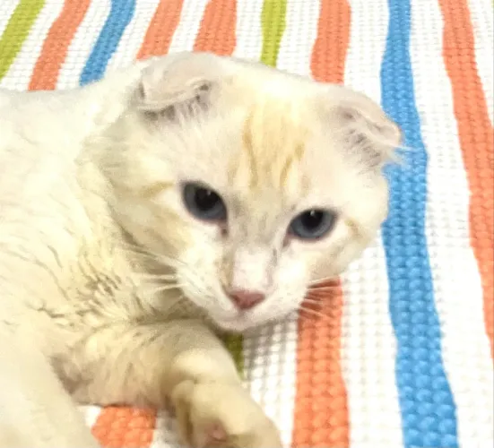 Lindo Simba para adoção