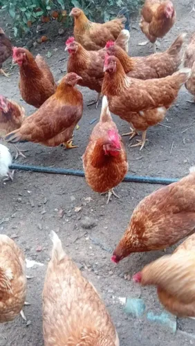 Galinhas angolistas galos 