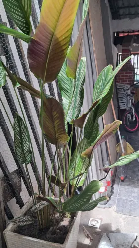 Planta maranta-riscada