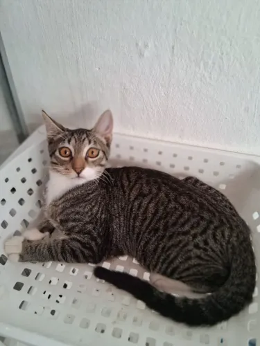 Gatinhos macho filhotes para adoção responsável (gato/pet)