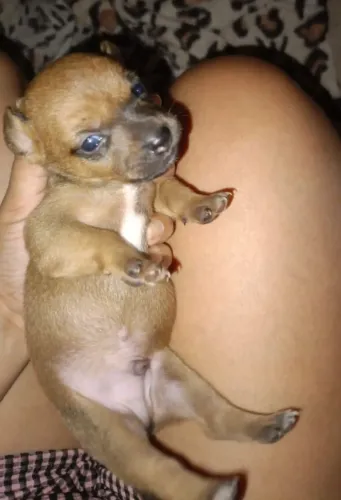 Pinscher 0/1