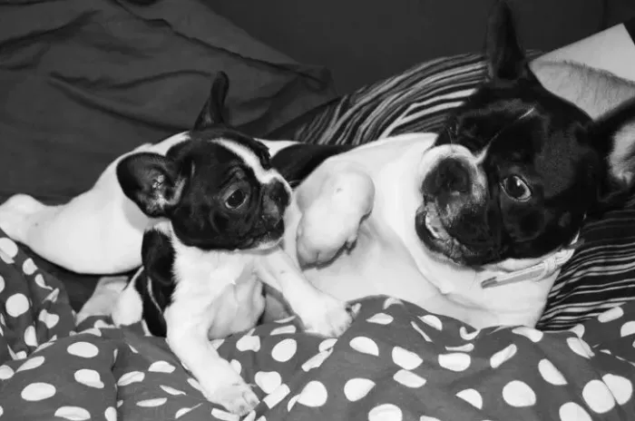Bulldog frances filhote