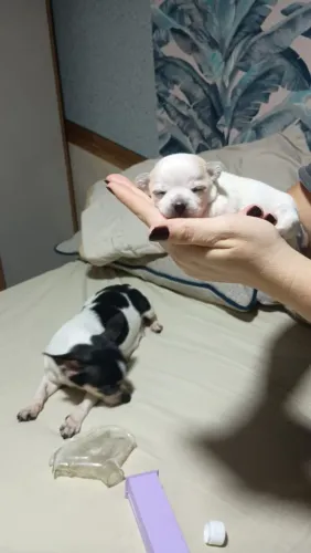 Filhotes chihuahua