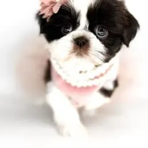 Shih Tzu,Shih Tzu Filhote Linda Linhagem Disponível