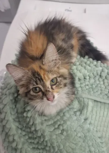 Doação de gato fêmea tricolor - 1 mês