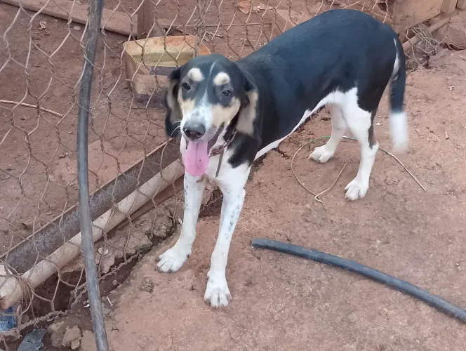 vendo cachorra americano 11 meses pura