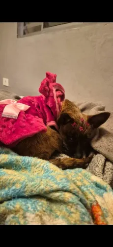 Cachorrinha doação 