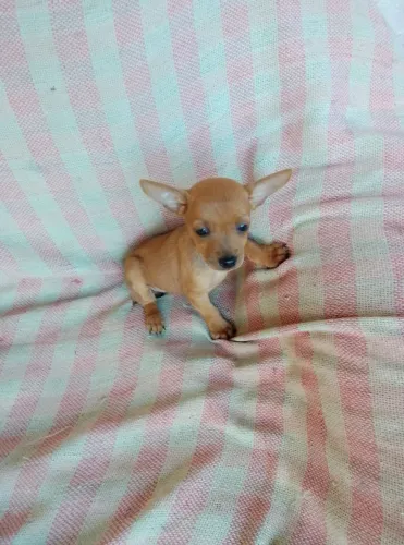 Pincher