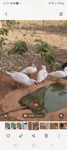 Vendo 1 lindo casal de patos brancos, com 4 filhotes jovens, 80,00 por cabeça. 