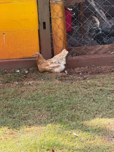 Doação galinha botadeira 