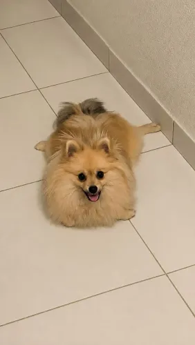 Procura-se namorada. Lulu da Pomerânia 