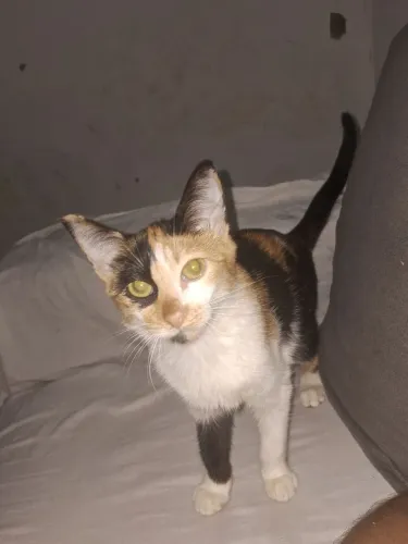 Gatos