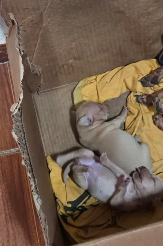 Vendem-se filhotes de  pinscher fêmeas 