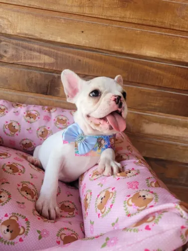 Bulldog Francês Fêmea! Entrego / Parcelo 12x, Leia a descrição! 