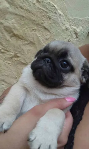 Pug fêmea