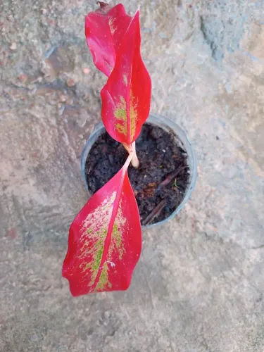 Muda da planta Aglaonema.Alt 8 cm.