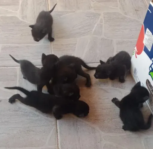 Gato 