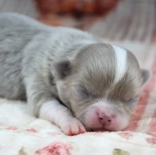 Chihuahua Pêlo Longo Macho Lilac!! Belo Filhote.