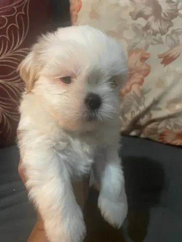 Filhote de Shih Tzu macho- cor rara