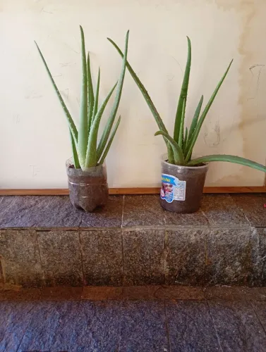 Mudas de babosa aloe vera