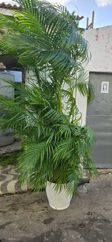 Palmeira Areca-Bambu completo